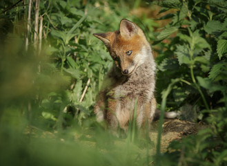 Young fox by the den