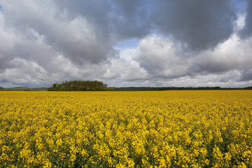 Obraz premium storm clouds over a golden landscape