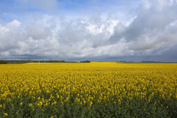 Obraz premium golden rapeseed fields