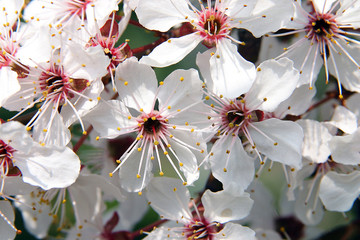 Panele Szklane  wiosenne kwitnące drzewa owocowe