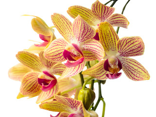 Fototapeta na wymiar Blooming branch striped orchids closeup, phalaenopsis is isolate