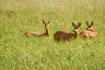 Rehbock mit Ricke und Schalreh auf einer Wiese