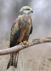 Black Kite On Nature Background