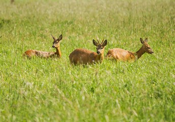 Rehwild, Bock mit Ricke und Schmalreh