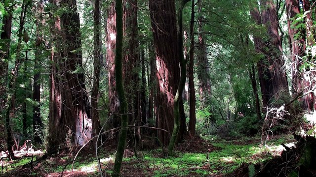 Coast Redwood trees at the Muir Woods National Monument.