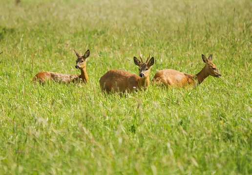 Rehwild, Bock mit Ricke und Schmalreh
