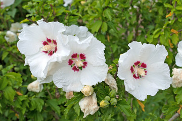 Wei&szlig;er Hibiskus