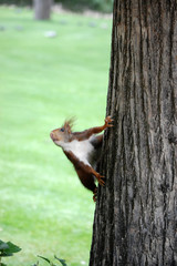 Squirrel on a Tree