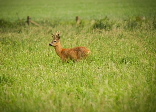 Junger Rehbock sucht das Weite