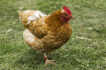 Hen in a farm