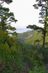 Green valley on the La Palma island, Canary, Spain