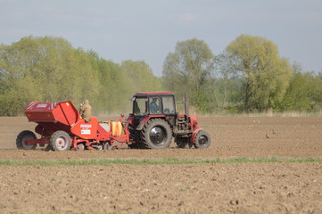 Fototapeta premium The tractor is engaged in the planting of potatoes in the field
