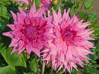 Dahlien - Dahlias