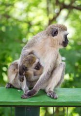 Baby monkey sucks the milk of it's mother