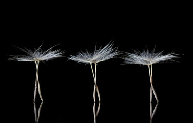 Dandelion Seeds resembling ballet dancers