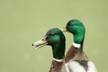 Canard colvert (Anas platyrhynchos)