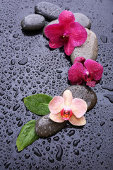 Composition with beautiful blooming orchid with water drops and