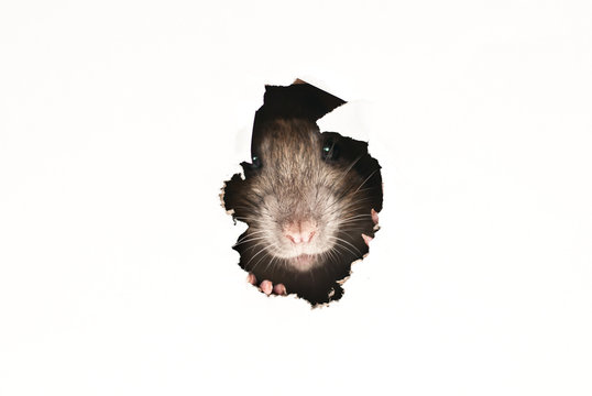 Ratto