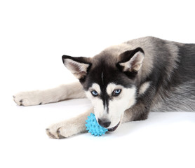 Beautiful cute husky puppy, isolated on white