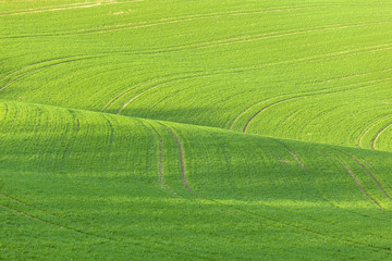 Obraz premium Lines and waves in detail look at the fields
