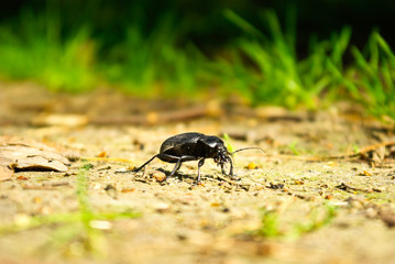 Black beetle in the summer on a forest path