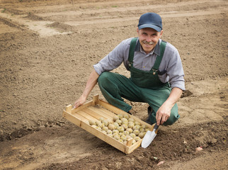 Happy farmer planting potatoes