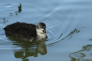  Jeune foulque macroule  (Fulica atra)
