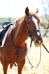 Purebred horse on nature background