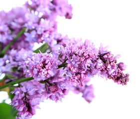 Beautiful lilac flowers isolated on white