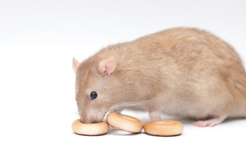 ratto