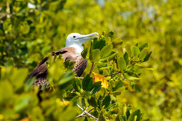 Juvenile Frigate bird