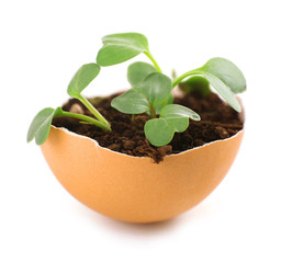 Young green plant growing in eggshell isolated on white