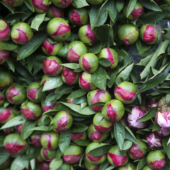 plenty of Beautiful peony flower bud