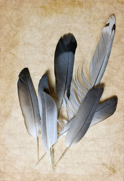 old paper and feathers