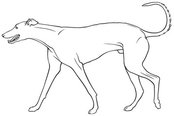 Fototapeta premium Greyhound dog breed