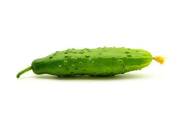 cucumber