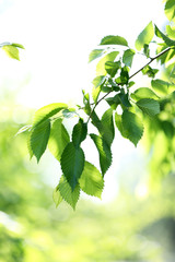 Fototapeta na wymiar Beautiful spring leaves on tree, outdoors