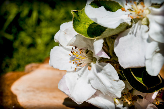 svěhově white flowers of apple tree