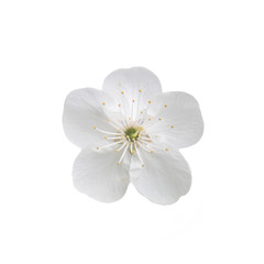 Single flower of cherry. Isolated on white background