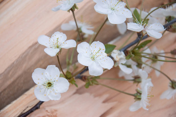 branch of cherry blossoms on wooden board. frame