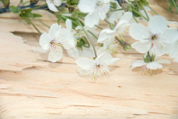 Fototapeta na wymiar branch of cherry blossoms on wooden board. frame