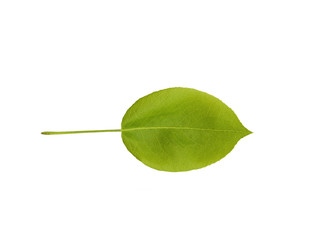 Pear leaf isolated on the white
