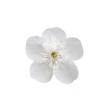 Single flower of cherry. Isolated on white background