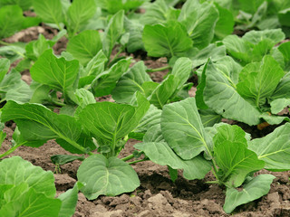 Vegetables growing on a field in summer