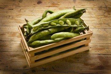 Vicia faba Ackerbohne Боб садовый Bób Fava ソラマメ