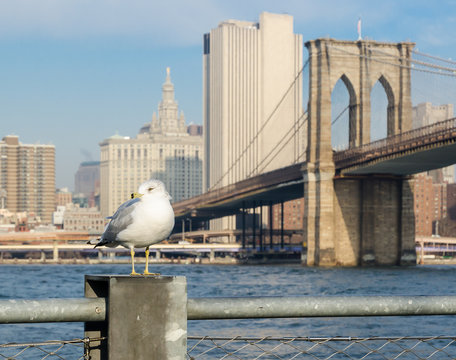 Seagull With Brooklyn Bridge And Lower Manhattan Background.