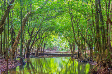 Forest. Jungle tropic rain forest photography.