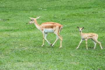 Whitetail Deer Bucks