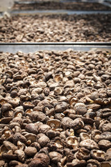 Organic Mushrooms