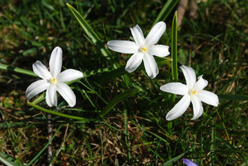 Bright white flowers primrose in the garden in spring